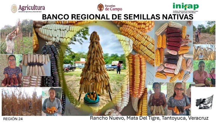 Próxima inauguración banco regional de semillas nativas en Mata del Tigre, Tantoyuca