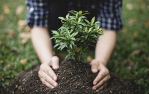 En la comunidad El Barreño, las Rosas Chiapas, mujeres lideran la reforestación para recuperar los bosques