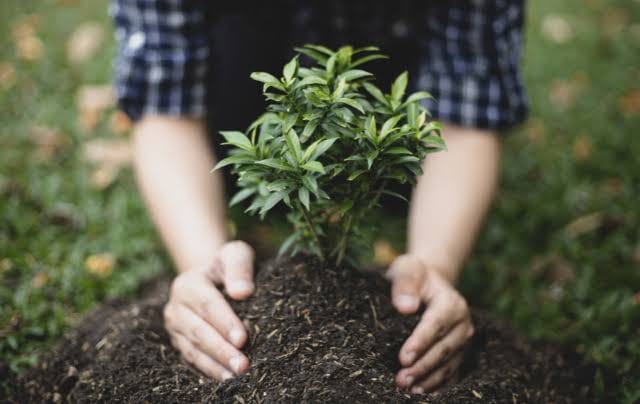 En la comunidad El Barreño, las Rosas Chiapas, mujeres lideran la reforestación para recuperar los bosques