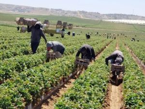 Derechos de jornaleros no deben quedar fuera de la revisión del T-MEC
