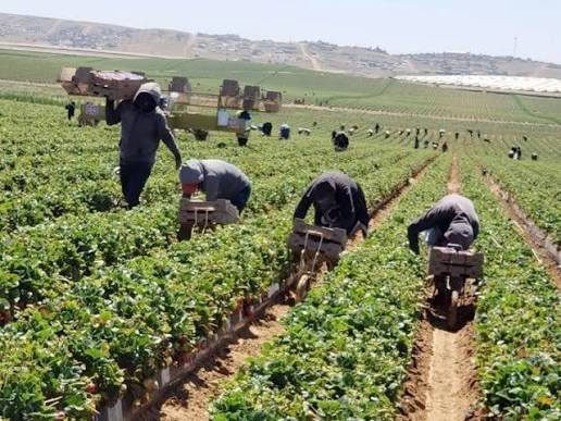 Derechos de jornaleros no deben quedar fuera de la revisión del T-MEC