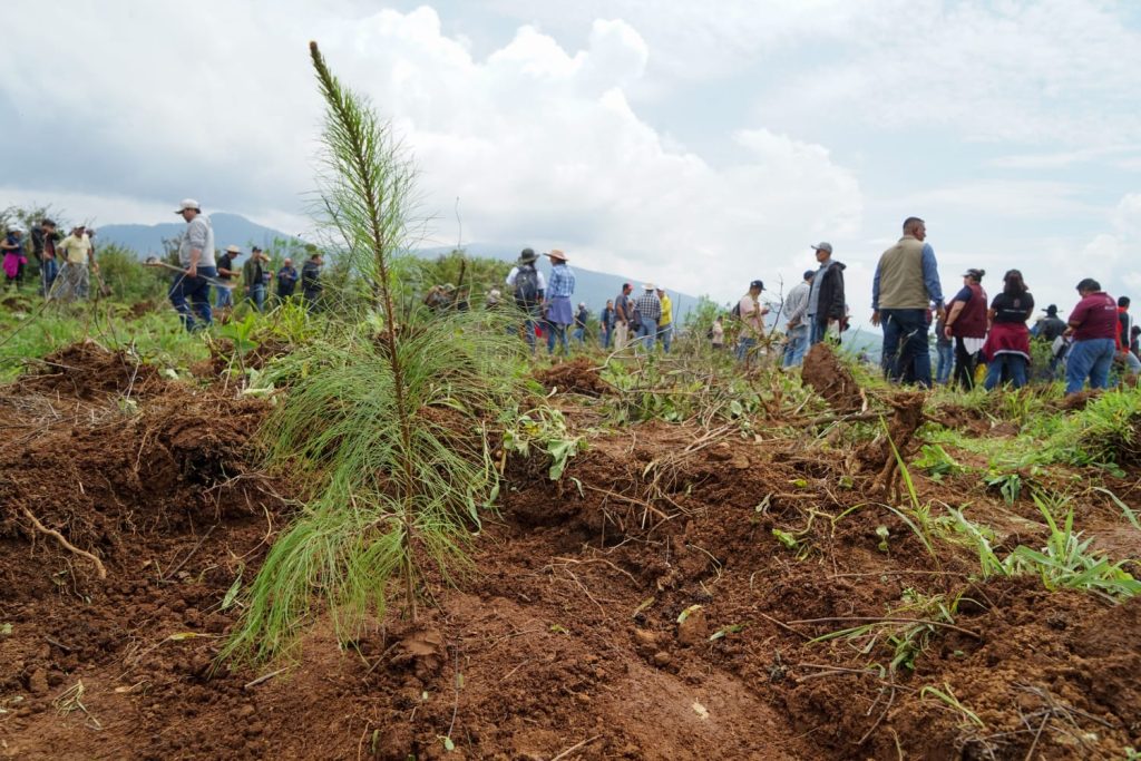 Huayacocotla se une a la Reforestación Nacional 2026