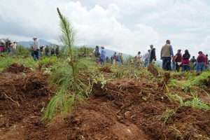 Huayacocotla se une a la Reforestación Nacional 2026