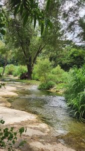 ¡La Huasteca se queda sin peces!