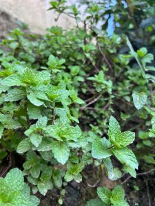 ¿Qué tanto conocemos de las plantas medicinales? Santiago Morales