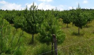 Se llevó a acabo la jornada de reforestación en México