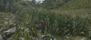 Buen temporal beneficia a las milpas en Pie de la Cuesta