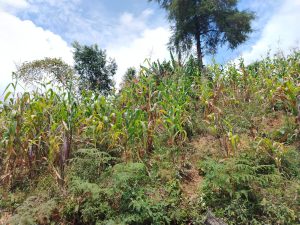 Campesinos de la región actualizan sus datos de Producción para el Bienestar